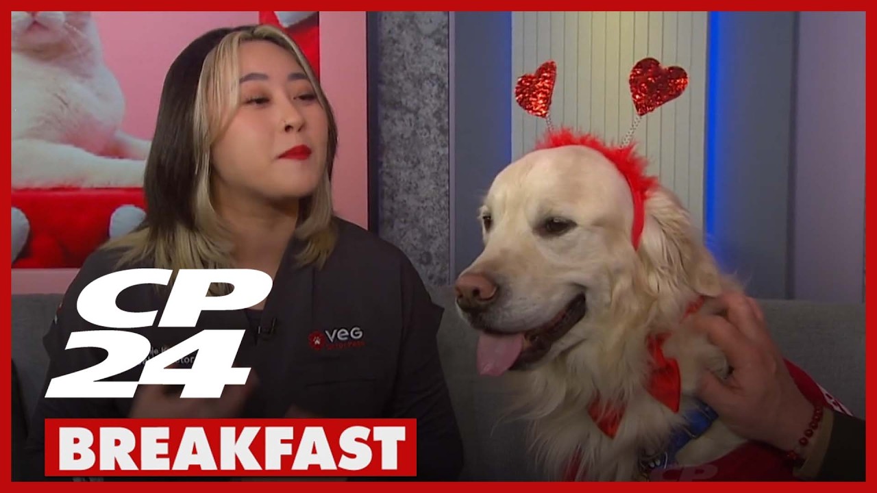 Rethinking conventional health care for your pets