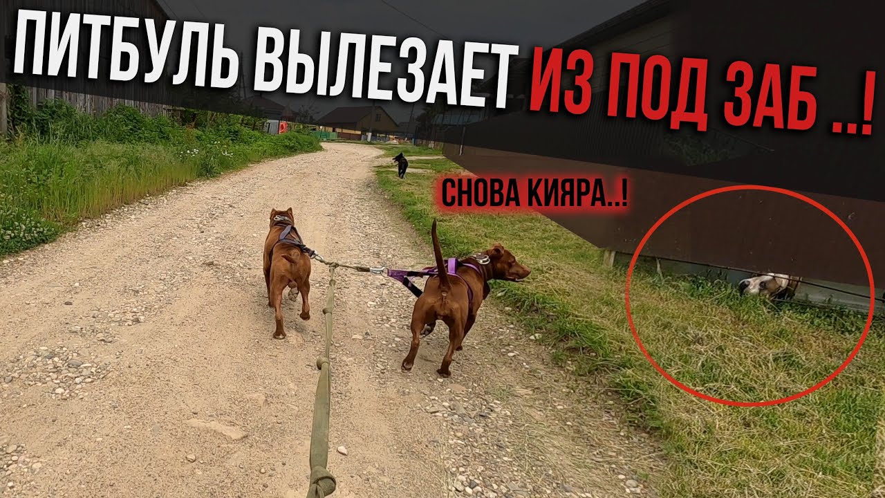 БЕШЕНЫЙ Питбуль внезапно появился во время пробежки с питбулями.... из под забора !!!