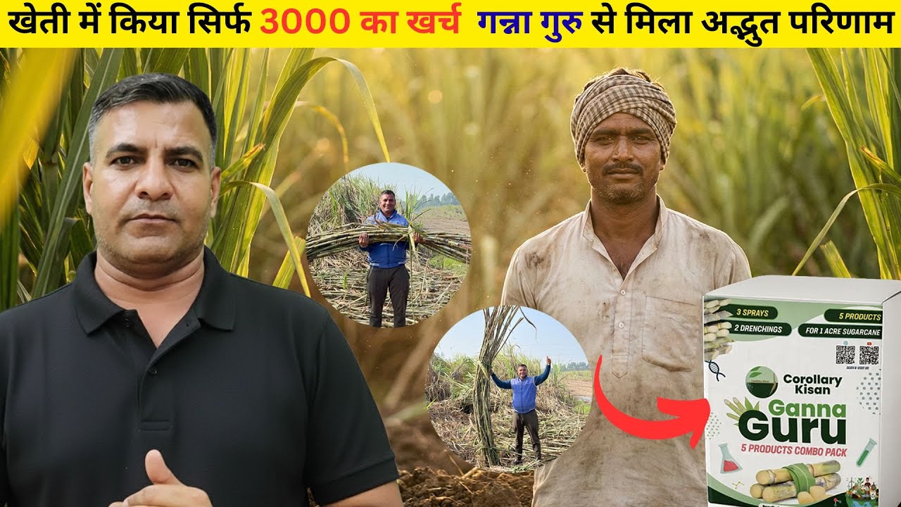 1615-Kisankaryashala:खेती में किया सिर्फ 3000 का खर्च  गन्ना गुरु से मिला अद्भुत परिणाम #sugarcane
