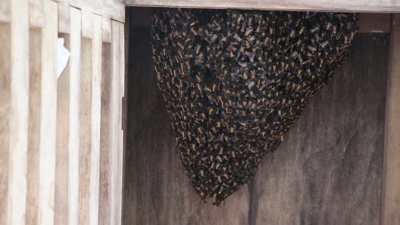 Apis dorsata swarm