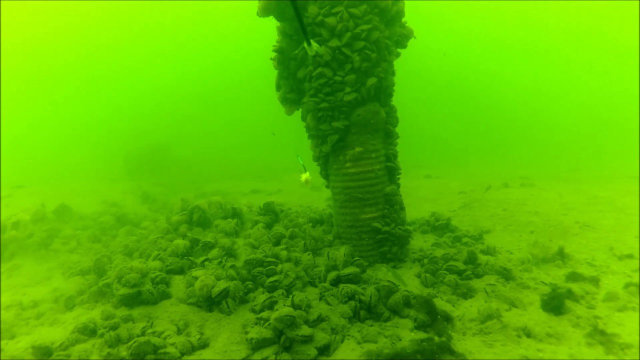 Grundeln im Rhein Herne Kanal 1 UWR