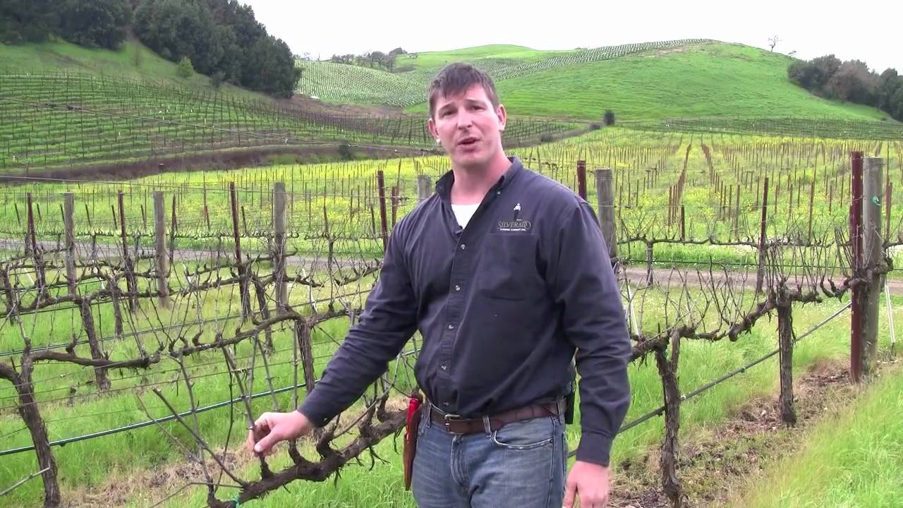 Vineyard Management 2.mov