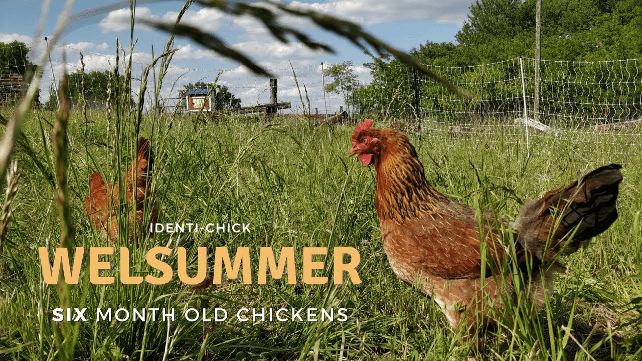 Welsummer: 6-Month-Old Chickens