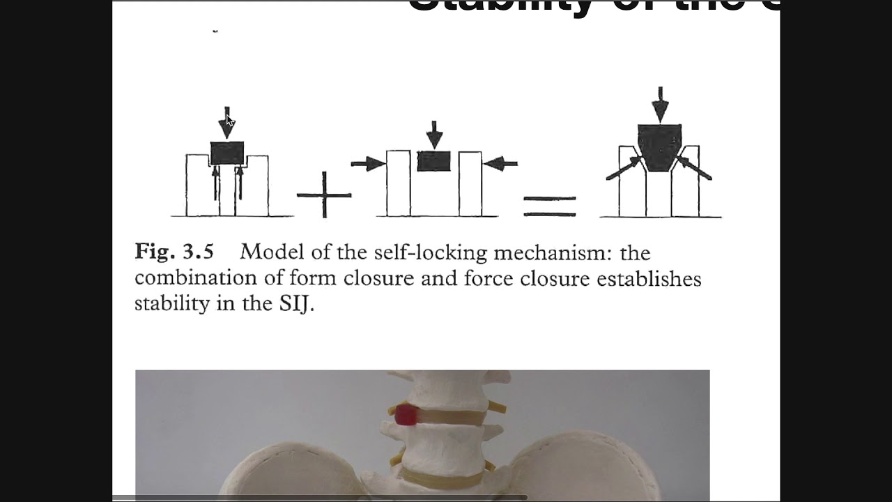 The Sacroiliac Joint [Part 2] | Factors Affecting Stabilization