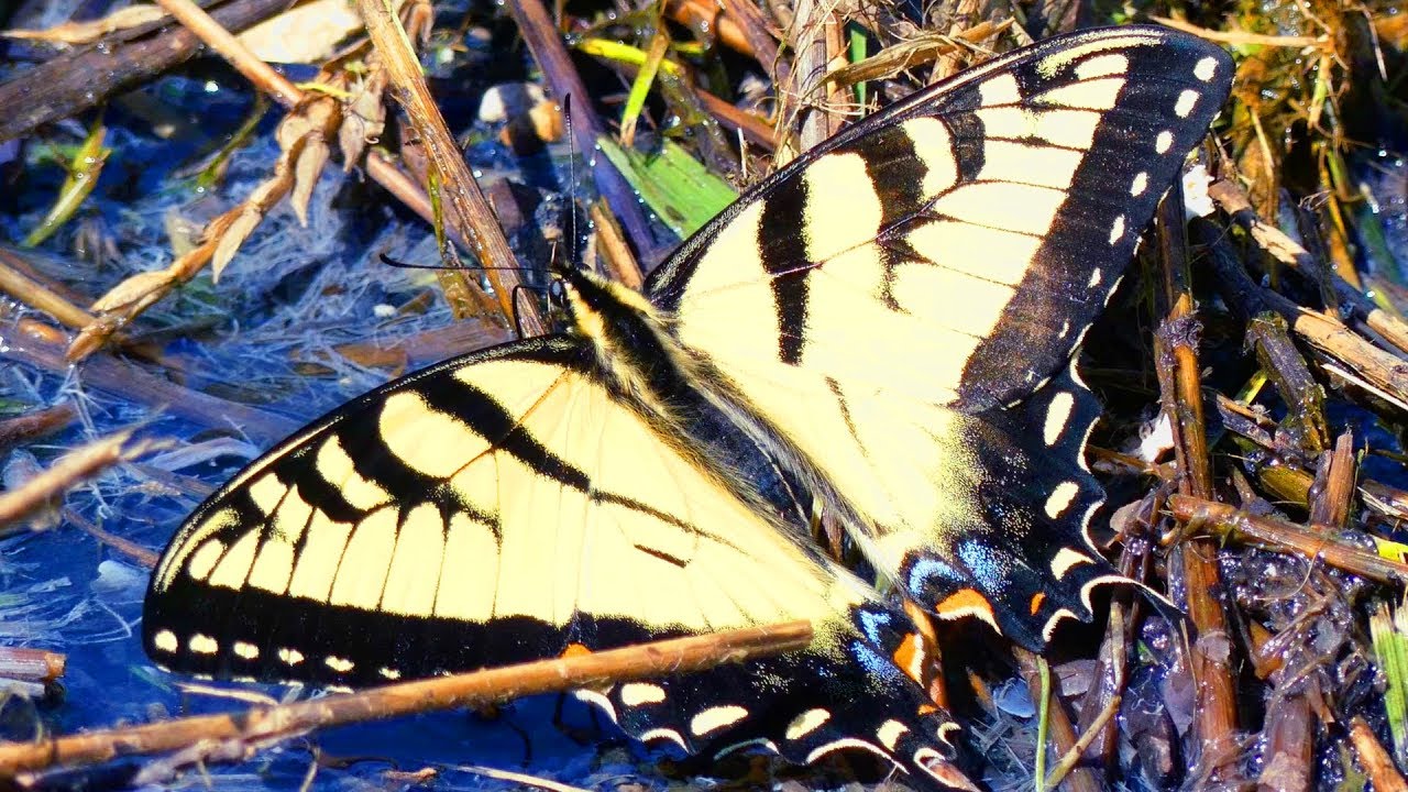 Eastern Tiger Swallowtail Butterflies and Zebra Swallowtails || Host Plants and Flower Info
