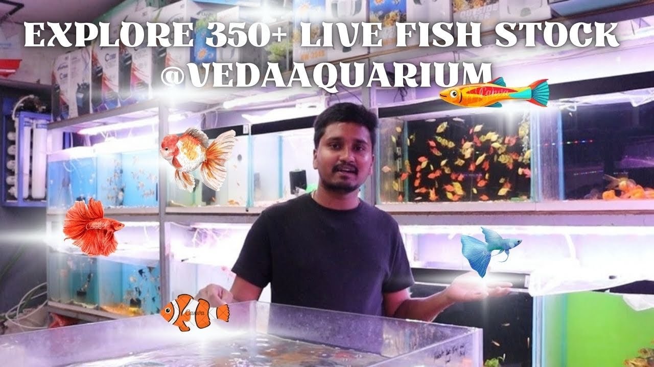 🤩 Explore 350+ live fish stock collection updated on 6th March 2025