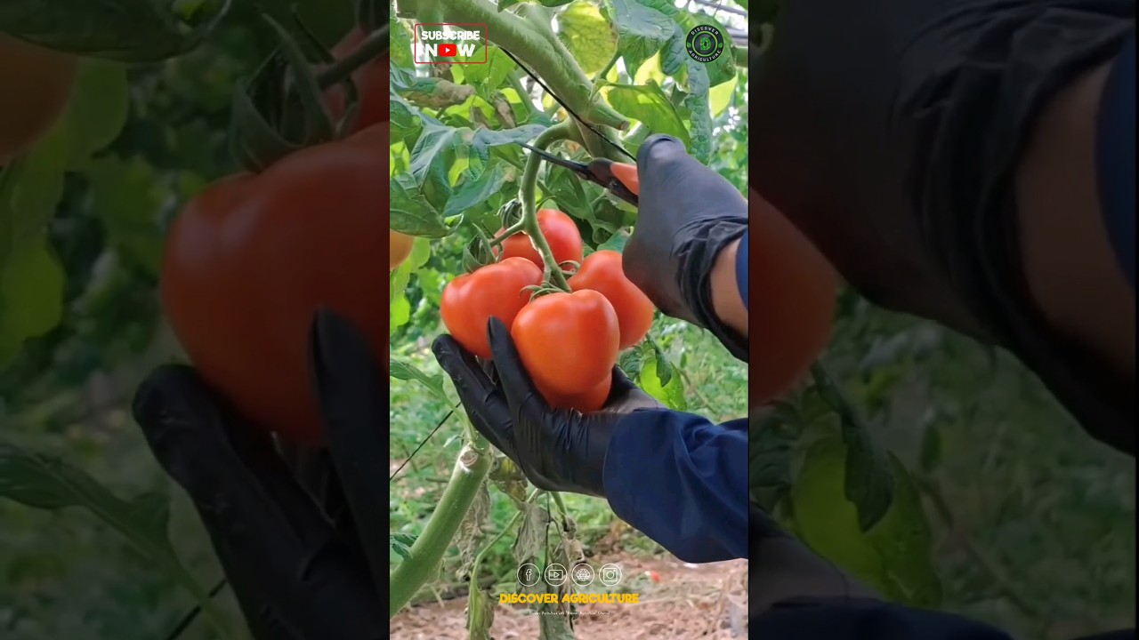 Tomato Harvesting🍅🍅