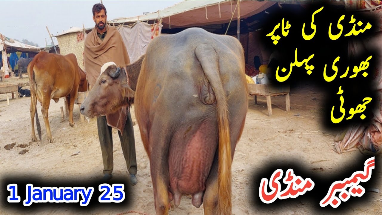 Puire noorshah ki rati bhoori pehlan toper jhoti for sel in gamber mandi|Earn from buffalo