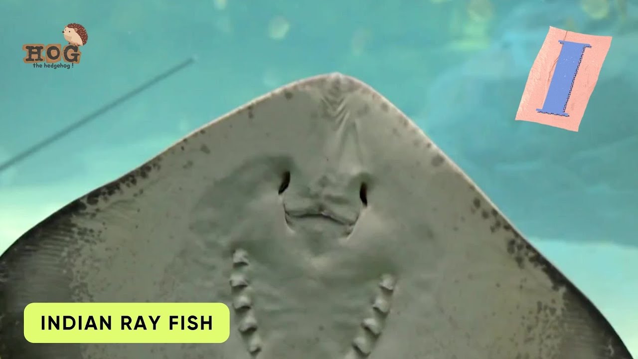 ABC Sea Animals Fish Song | Learn English, Alphabets and Animals for Kids #abcd