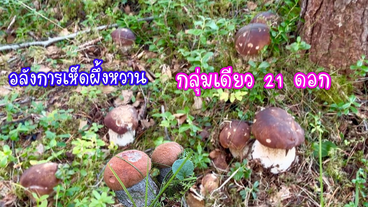 ตะลึง🤩 เจอเห็ดผึ้งหวานกลุ่มเดียว 21 ดอก สวยมากมาย🍄 28-08-2025