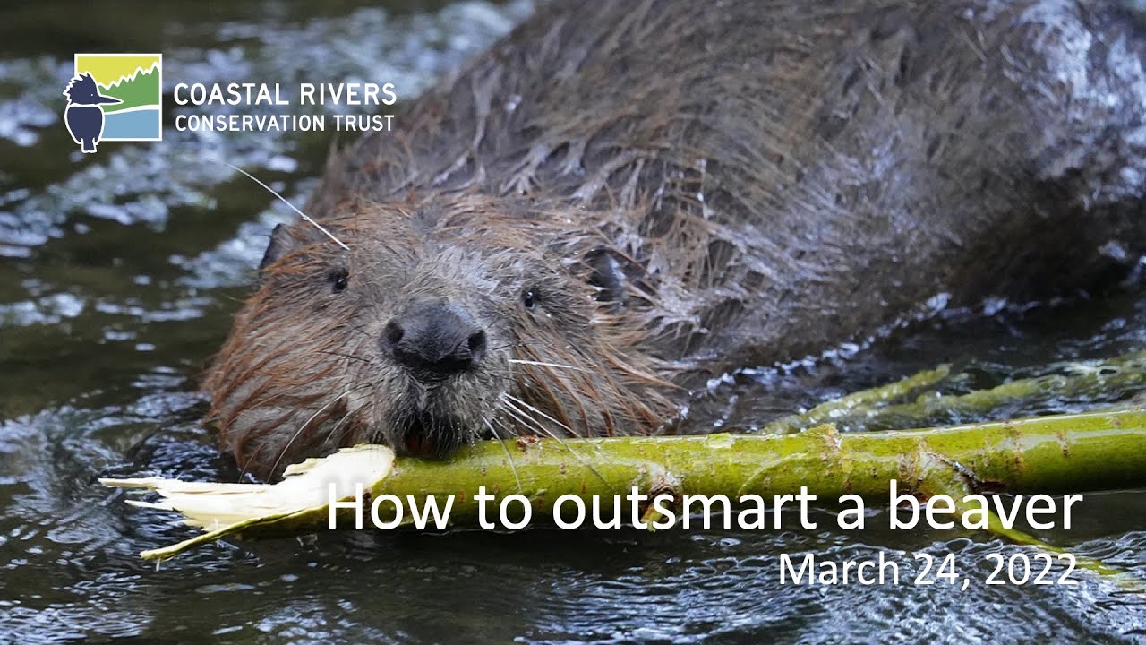 How to outsmart a beaver