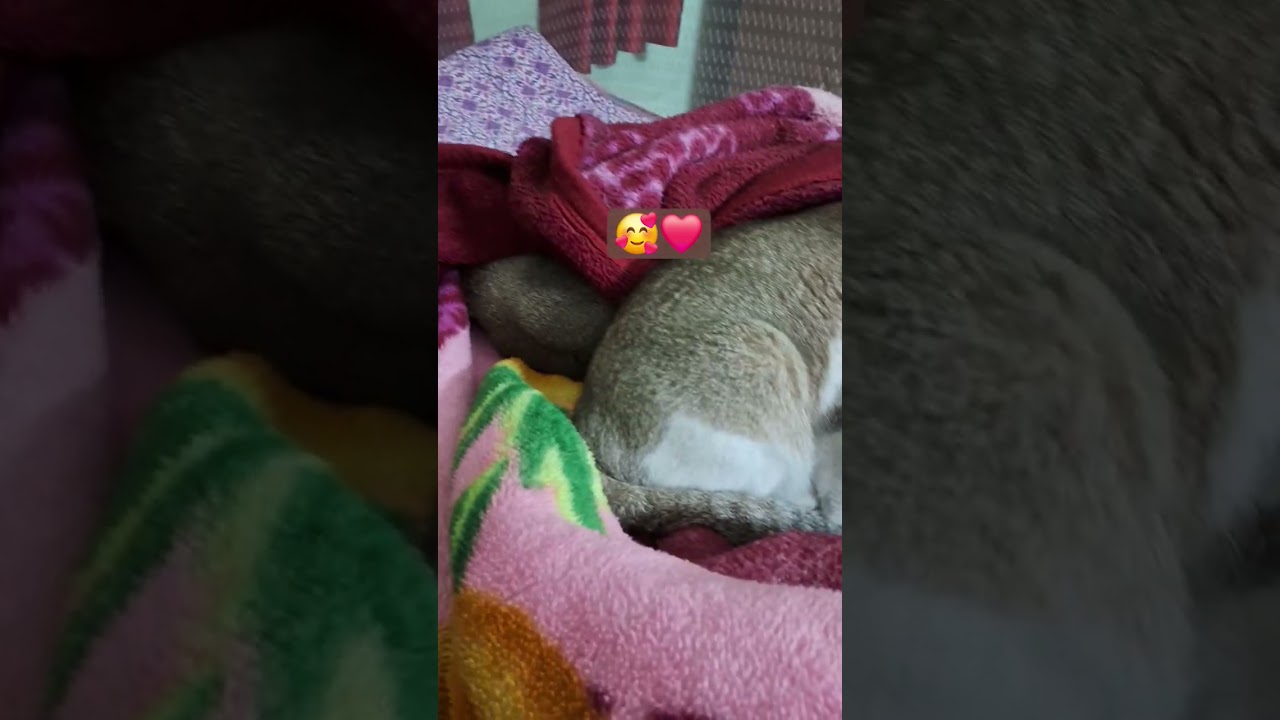 Chotu , Mini❤️❤️❤️