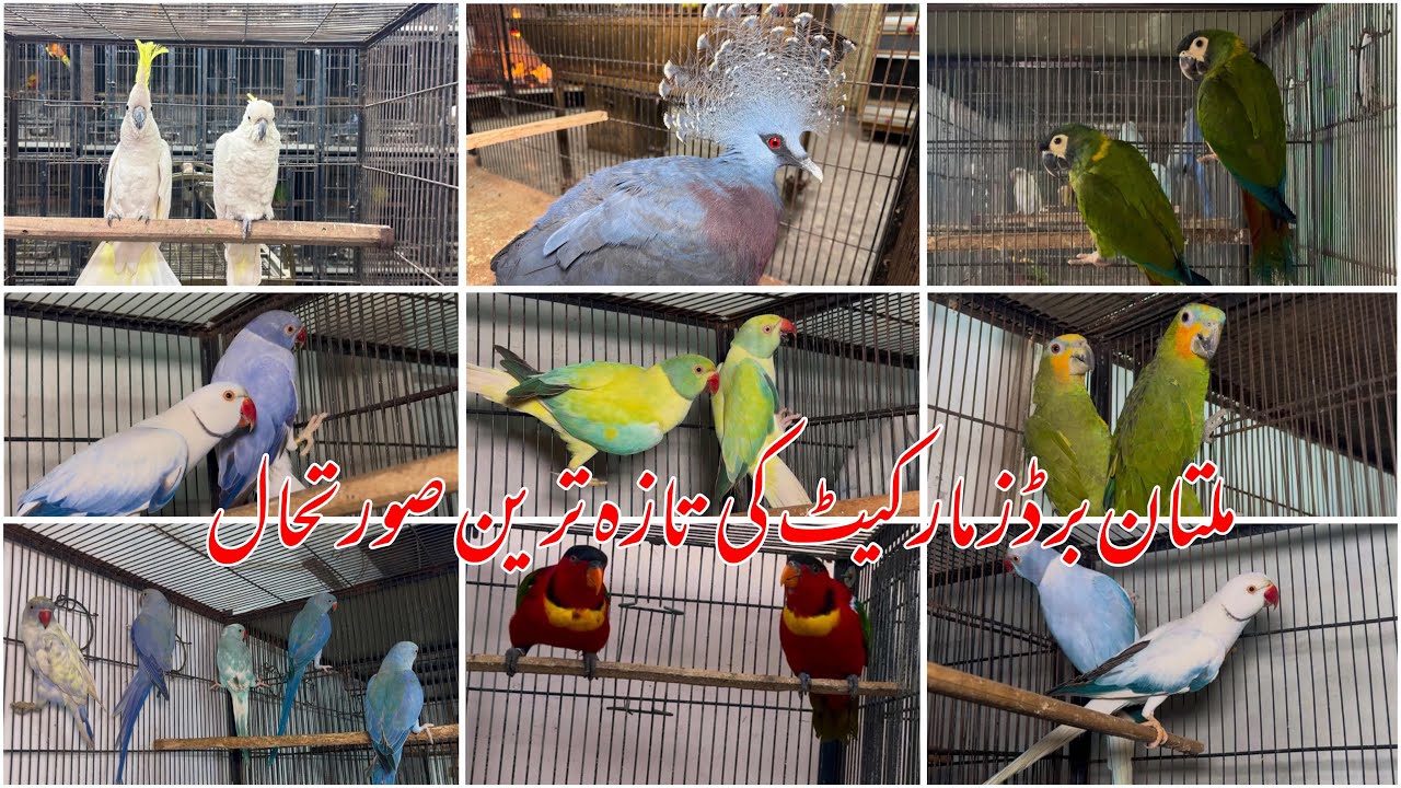 Multan Sunday Birds Market Rasheedabad 04 Decmber 2024 | pakistan bird market video par 2