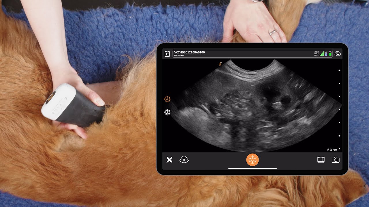 Canine Abdominal FAST Exam