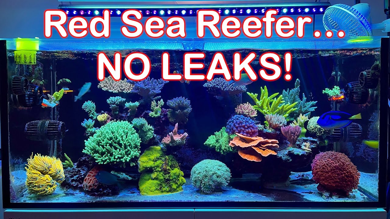 Red Sea Reefer 2 Years in...No Leaks!