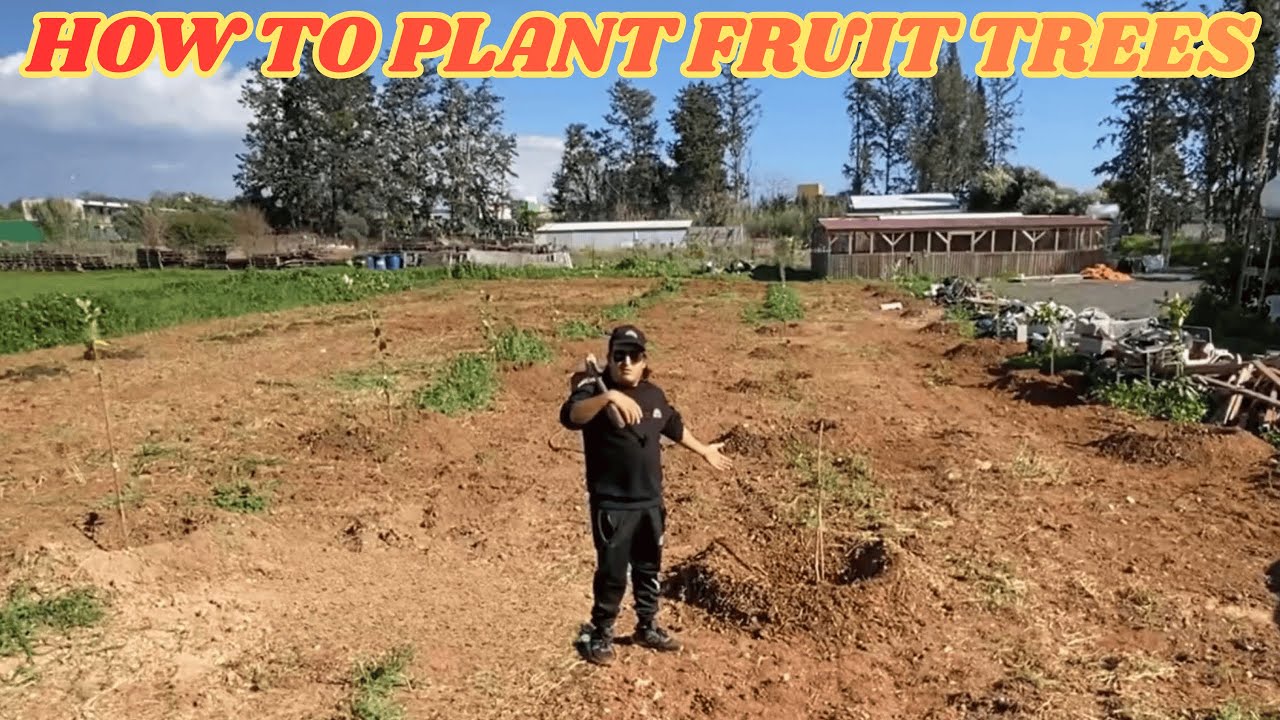 Πώς να Φυτέψεις Καρποφόρα Δέντρα 🌳 How to Plant Fruit Trees