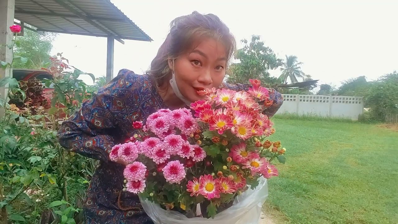 #60 ไม้เมืองหนาวเริ่มเข้า ดอกเบญจมาศ🌸สวยไม่แพ้ดอกไม้ใดในโลก/สวนเล็กๆบ้านแสนดี