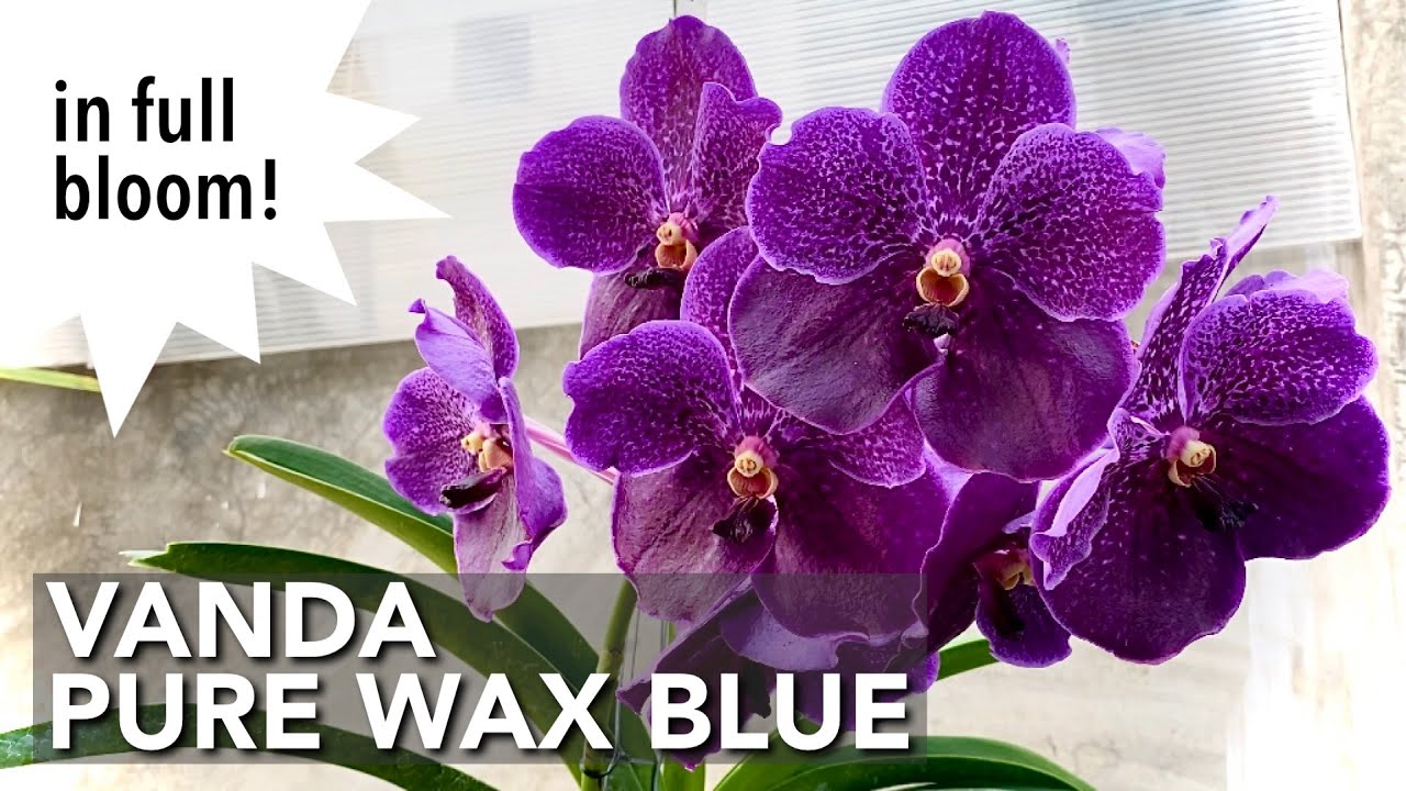 VANDA PURE WAX BLUE | Vanda Orchid In Full Bloom | Orchid In Bloom | First Bloom | Cheery Orchids