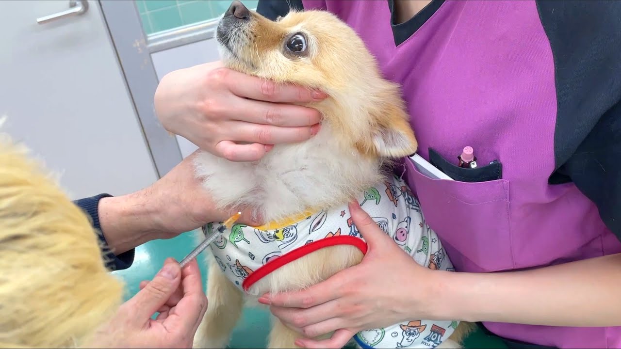 大嫌いな注射を打たれた結果…