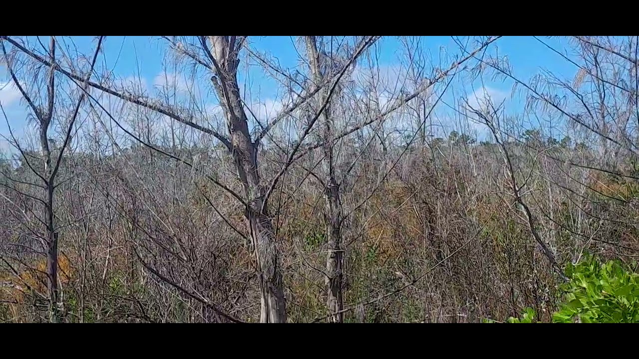 Wind, Words, and Wild Roots: A Caribbean Pine Reflection” 2025