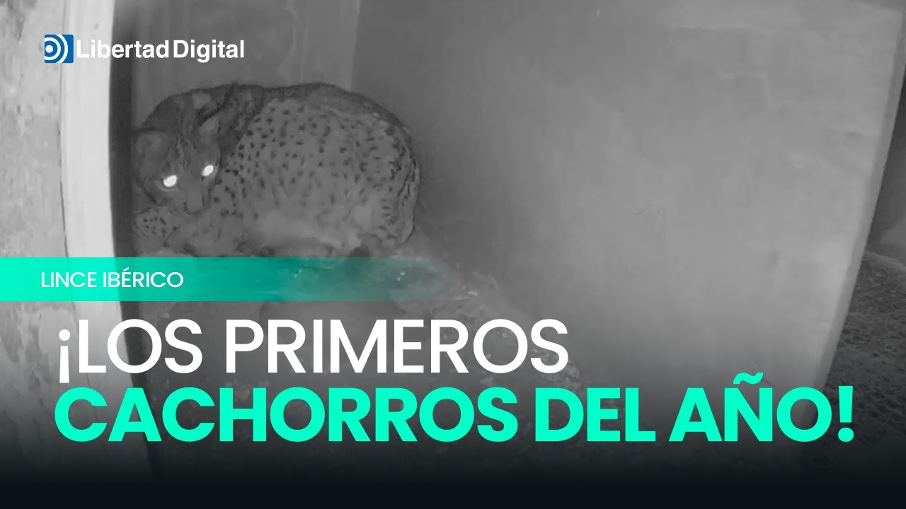 Nacen los tres primeros cachorros de lince ibérico de 2026 en España