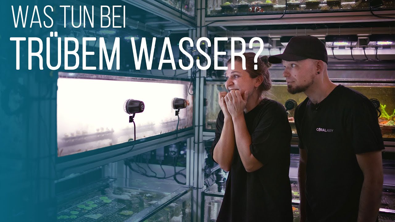 Wassertrübung im Riffaquarium? So erkennst und bekämpfst du eine Bakterienblüte