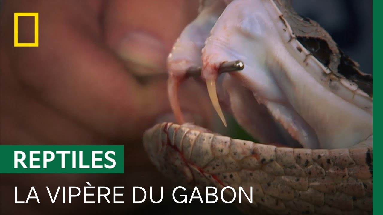 La vipère du Gabon, plus grosse vipère au monde