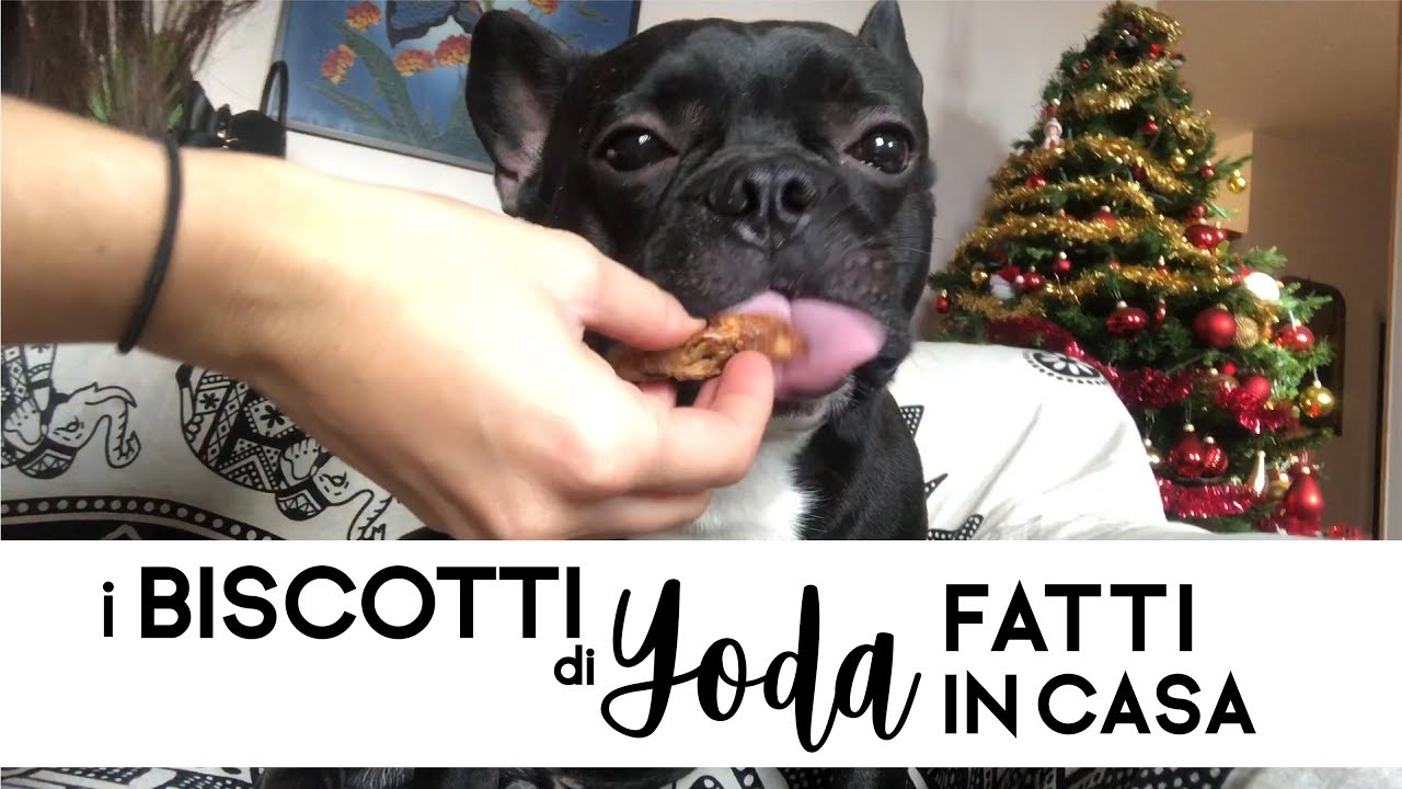 I BISCOTTI DI YODA FATTI IN CASA – semplici e deliziosi per cani
