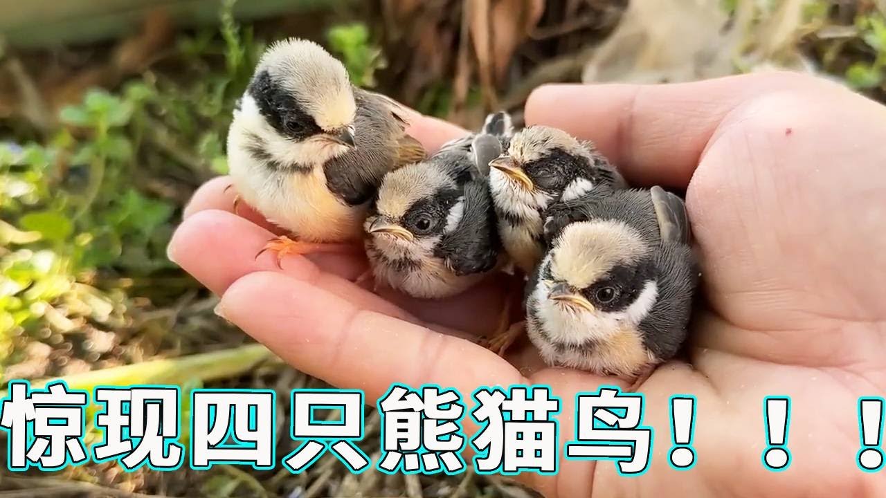 今天老奶奶给送来一个包裹，说是上山摘茶偶然遇到的，没曾想竟是熊猫鸟！！！【天下一场梦】