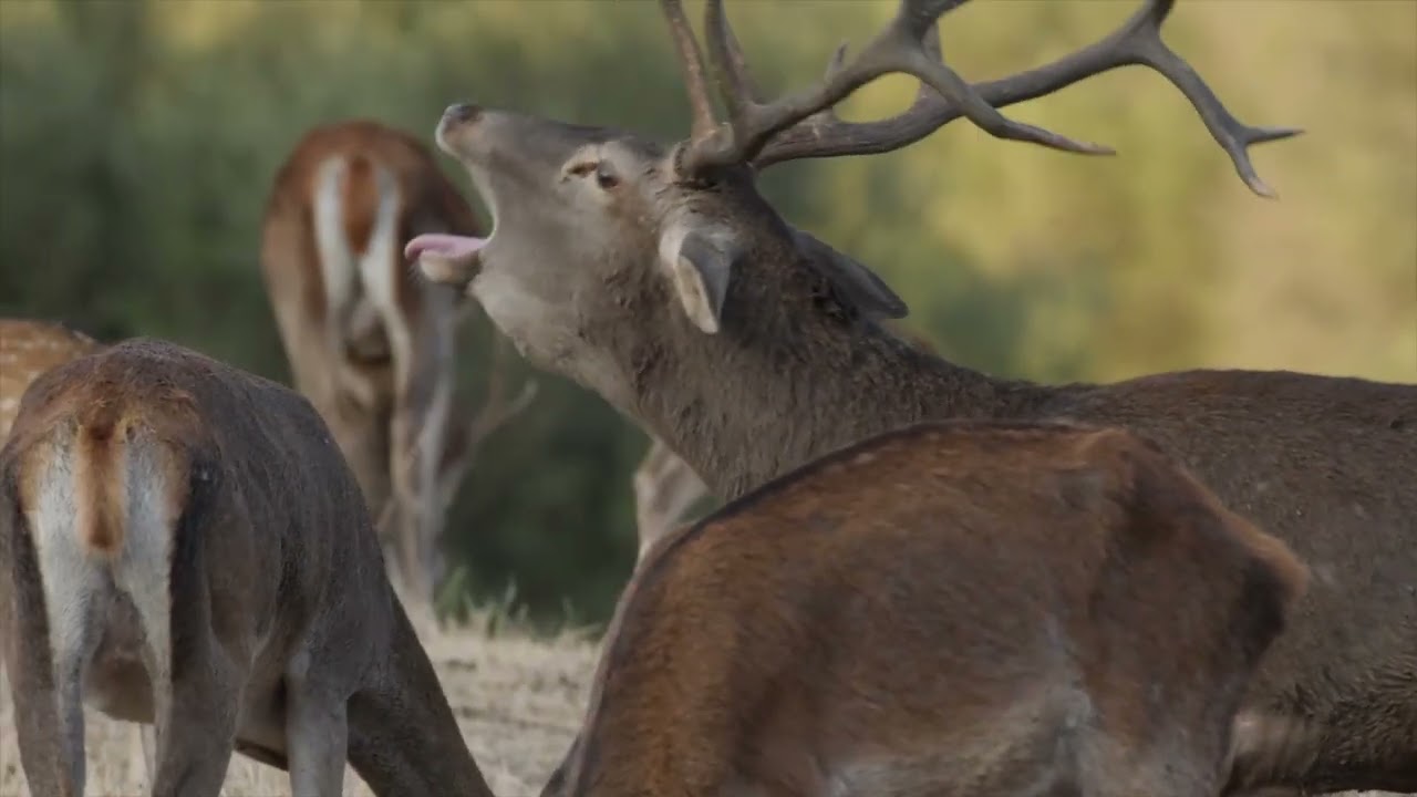 La berrea en el parque natural de Los Alcornocales