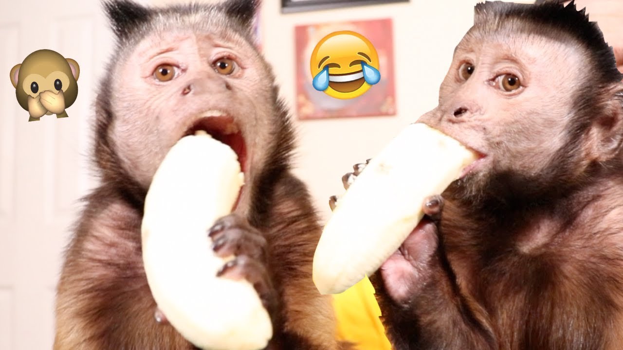 Monkey Devours ENTIRE Banana!