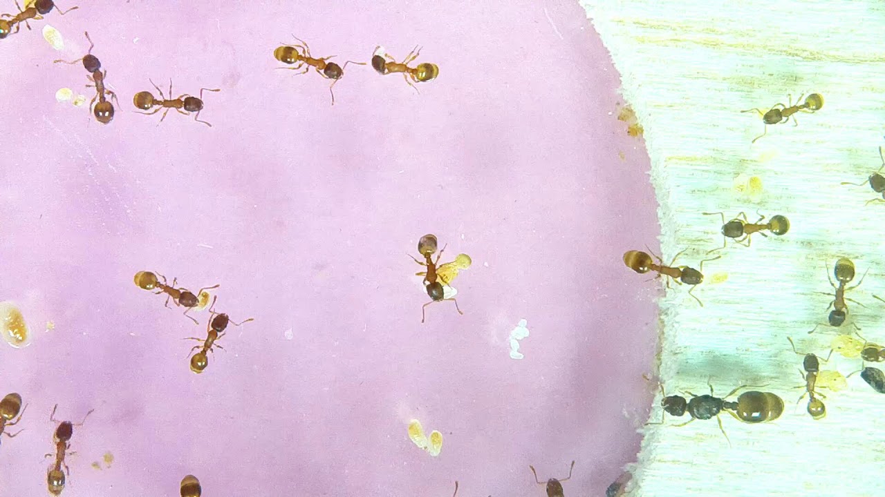 Temnothorax | Linksvayer Lab | ASU SIRG | 2026-01-12
