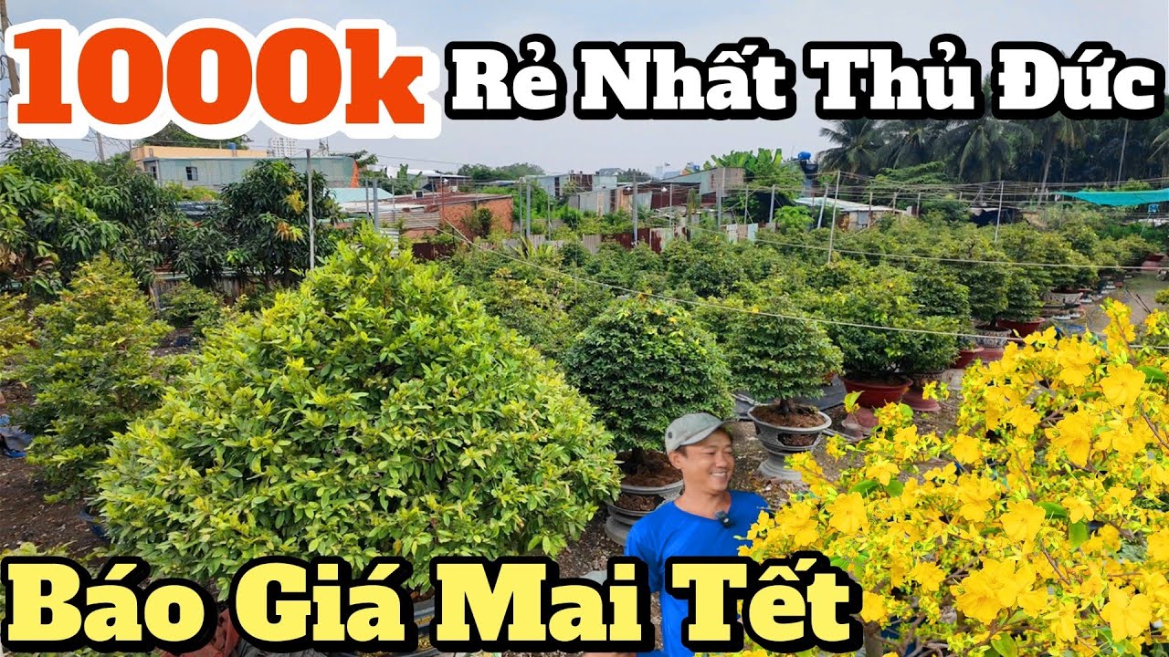 CHÁY HÀNG mai Tết 1000k RẺ NHẤT THỦ ĐỨC gốc tứ quý ghép SBSG Ba Nhân cây đẹp đặc nụ ở vườn Thu Ngọc 