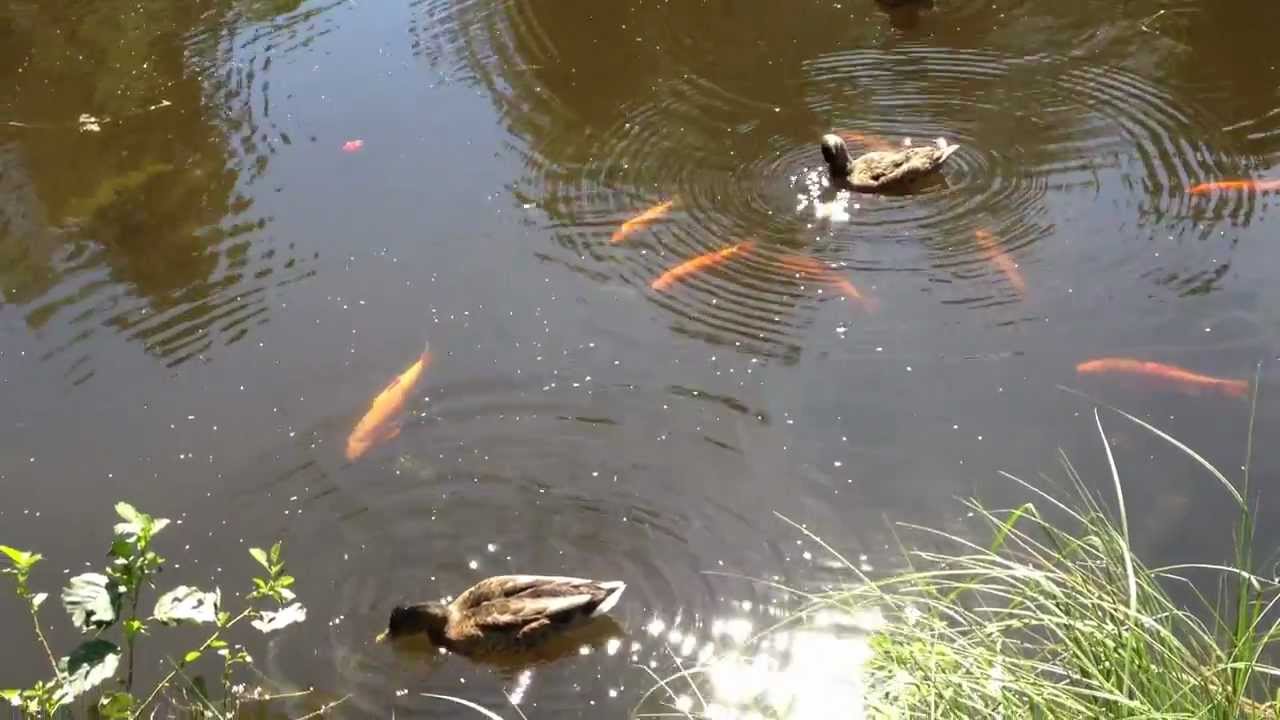 Goldfish & ducks looking for bread at Aurlahti, Lohja
