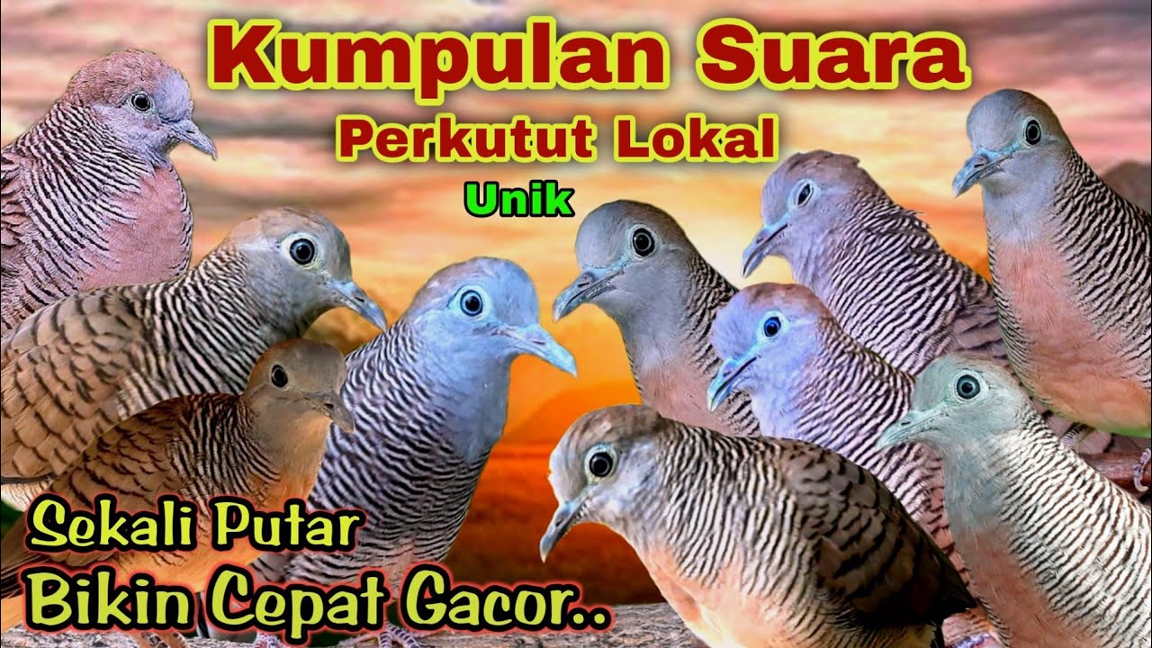 macam macam suara perkutut lokal gacor pancingan ini bikin cepat gacor