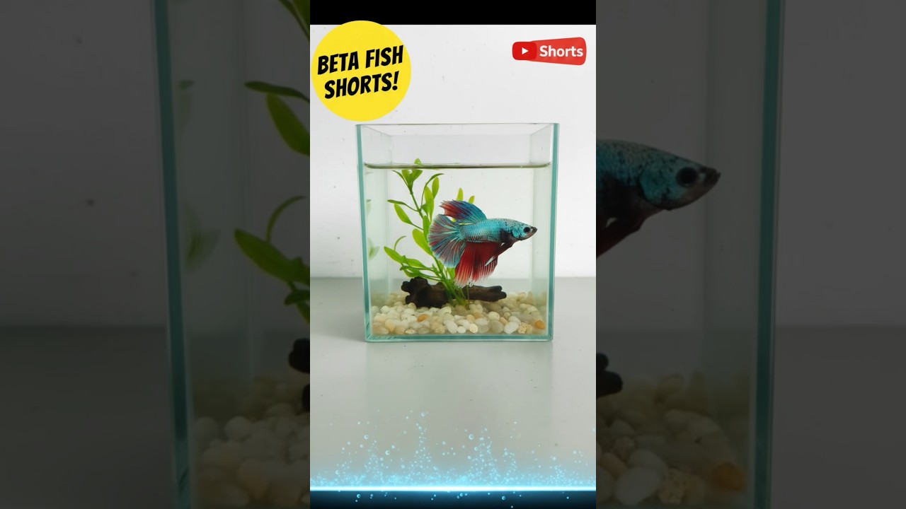 Betta fish #facts #fish #share #vlog #fishing #bettafish #youtubeshorts #shortsfeed #shorts #pets