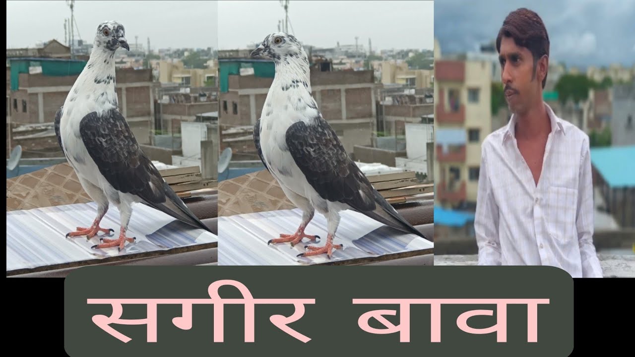 TOP QUALITY TATIRE PANJABI PIGEON SAGIR BAVA AURANGABAD .. .
