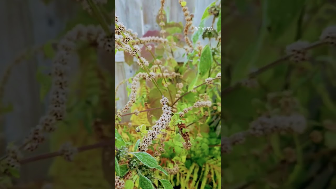 frosty autumn morning 🍂 #nature #autumnaesthetic #plants