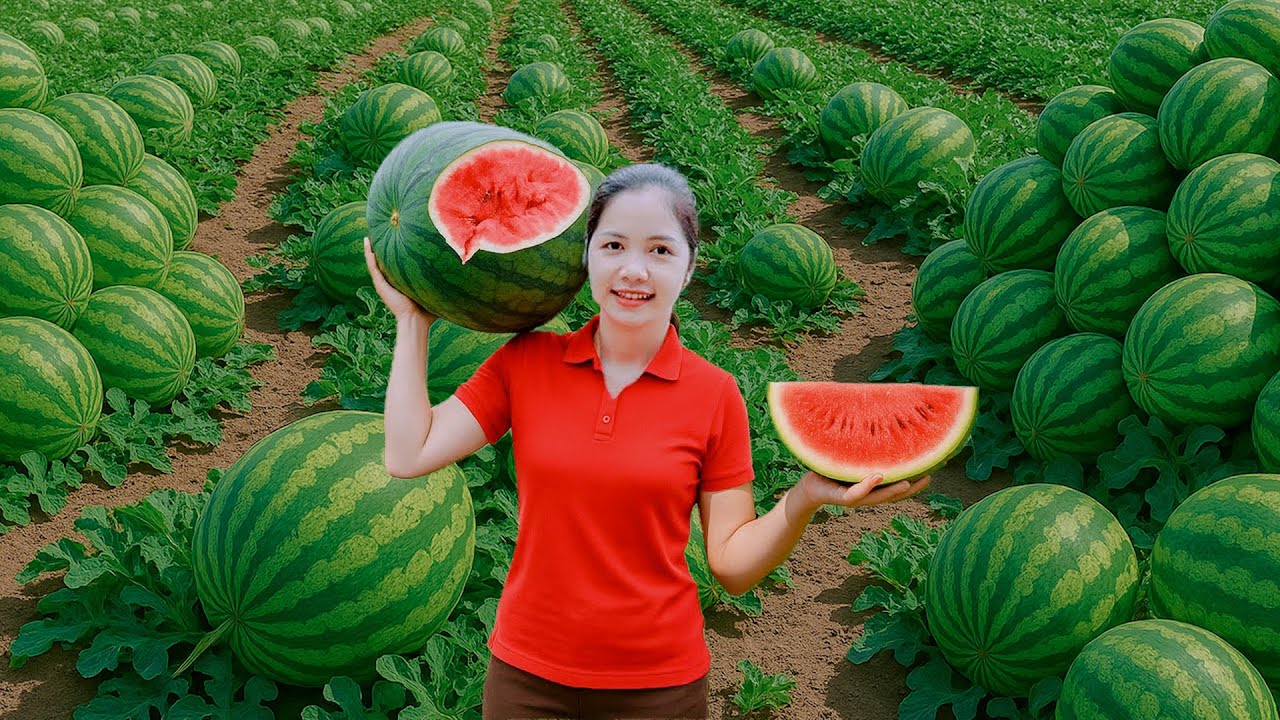 Harvest 100kg of watermelon, sell at the market and traditional recipes - Love Harvest