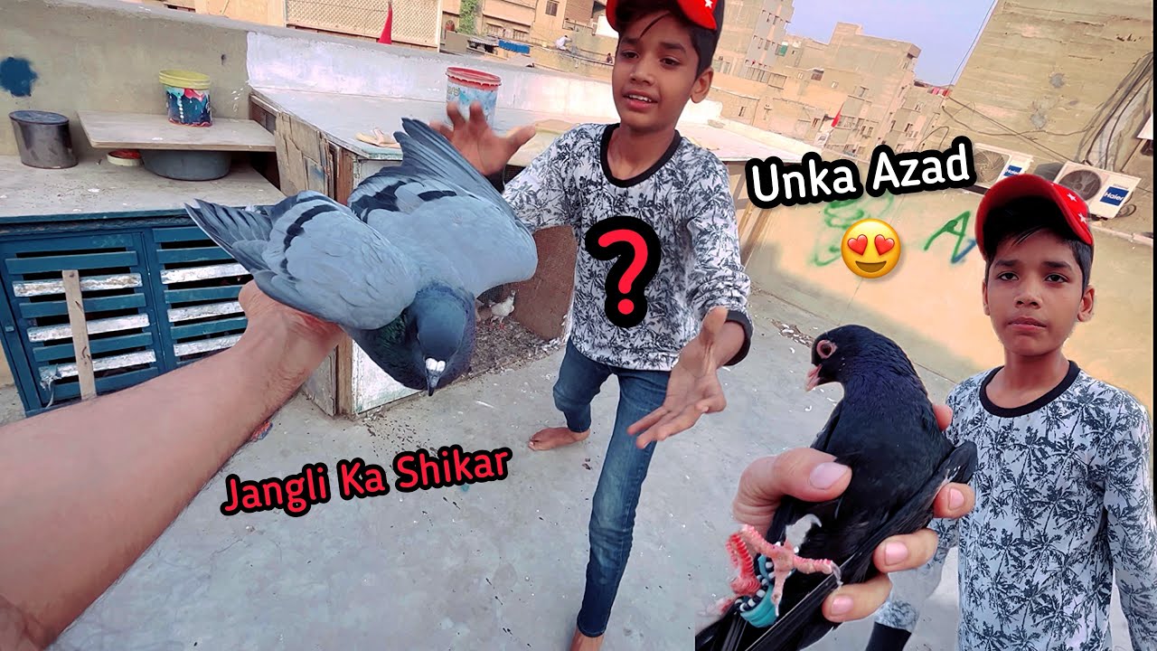 Bhai Sahab Jangli Kabutar Pakad Liya 😲