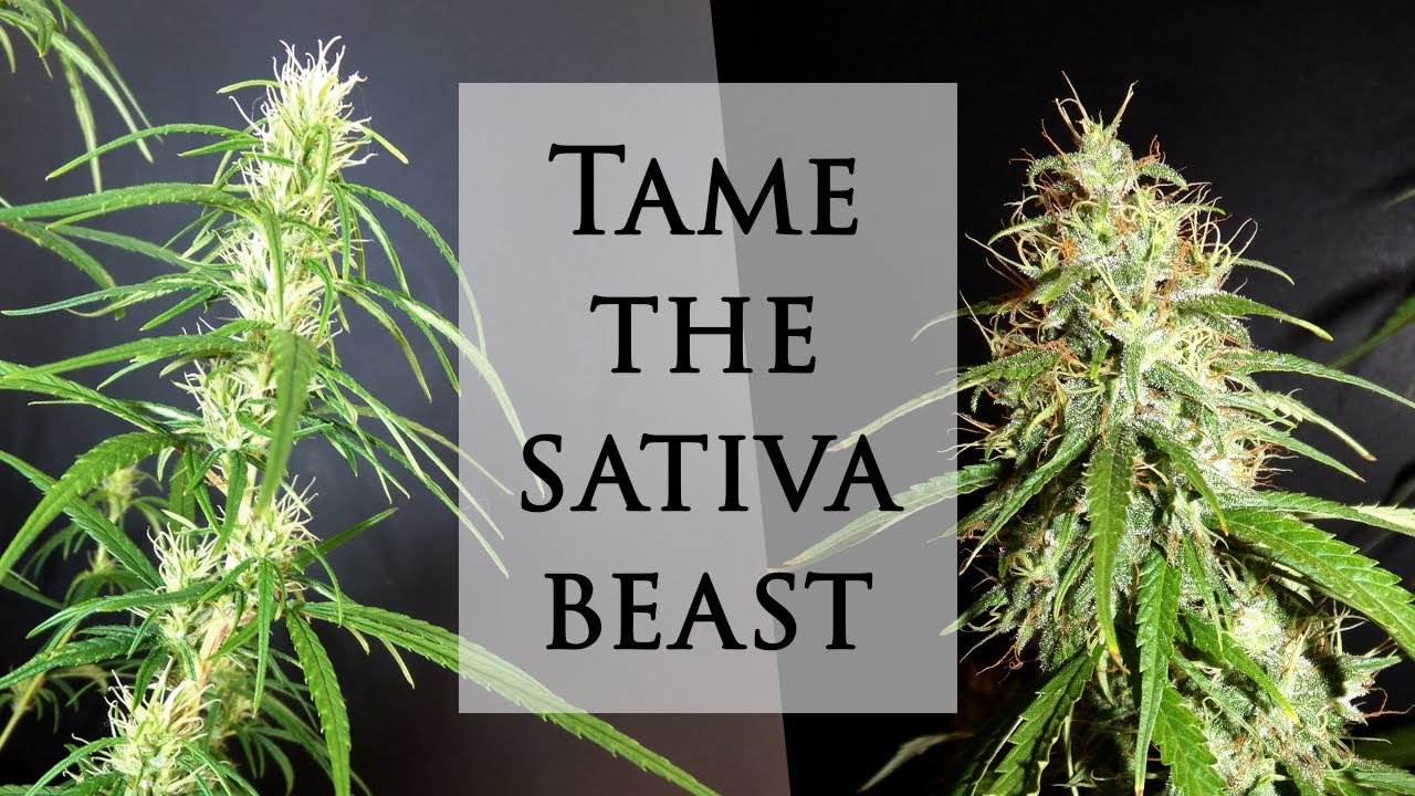 Growing Crazy Sativas Indoors.. With Actionable Tips!!