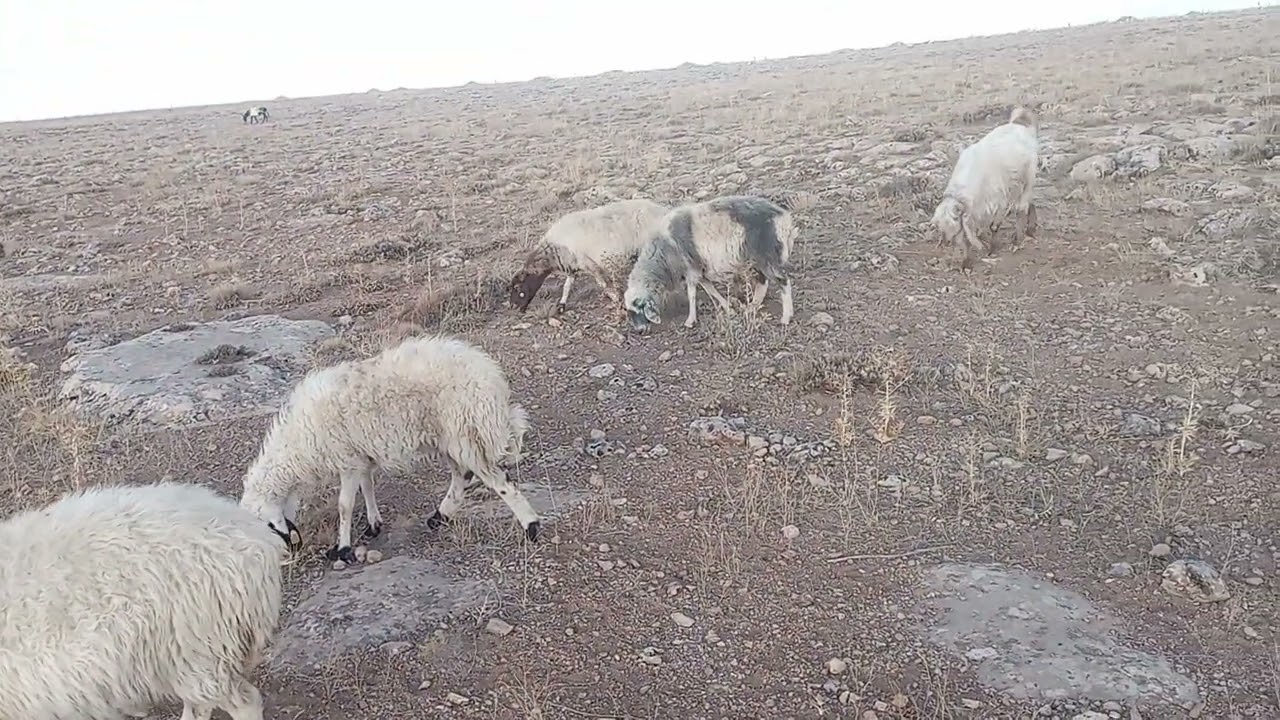 DAĞLARI BEKLEMEYE DEVAMMM. 