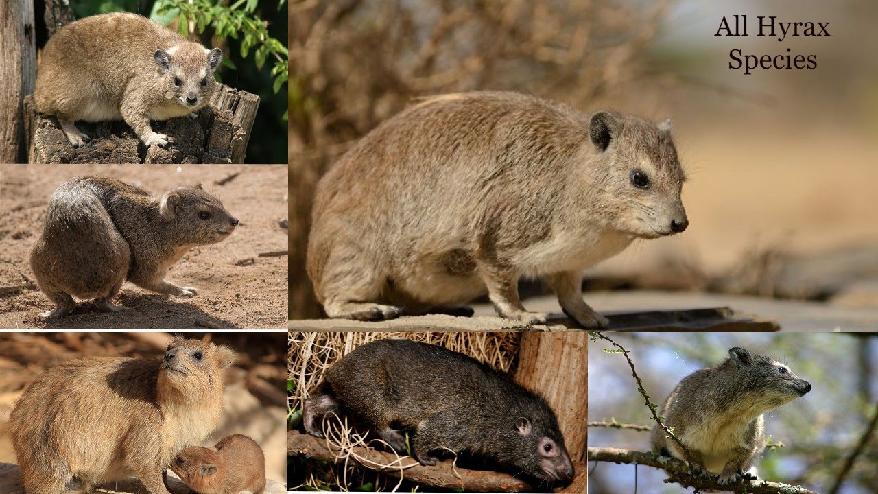 All Hyrax Species / types of hyrax / hyrax types