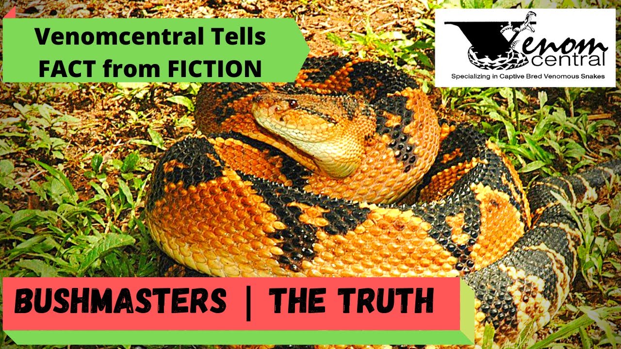 Bushmaster snakes The Truth  |  @Venomcentral tells Fact vs Fiction