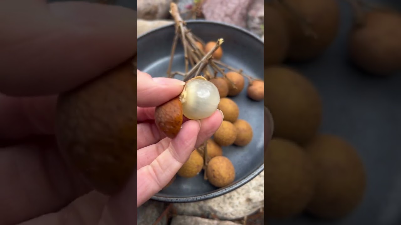 Longan Fruit