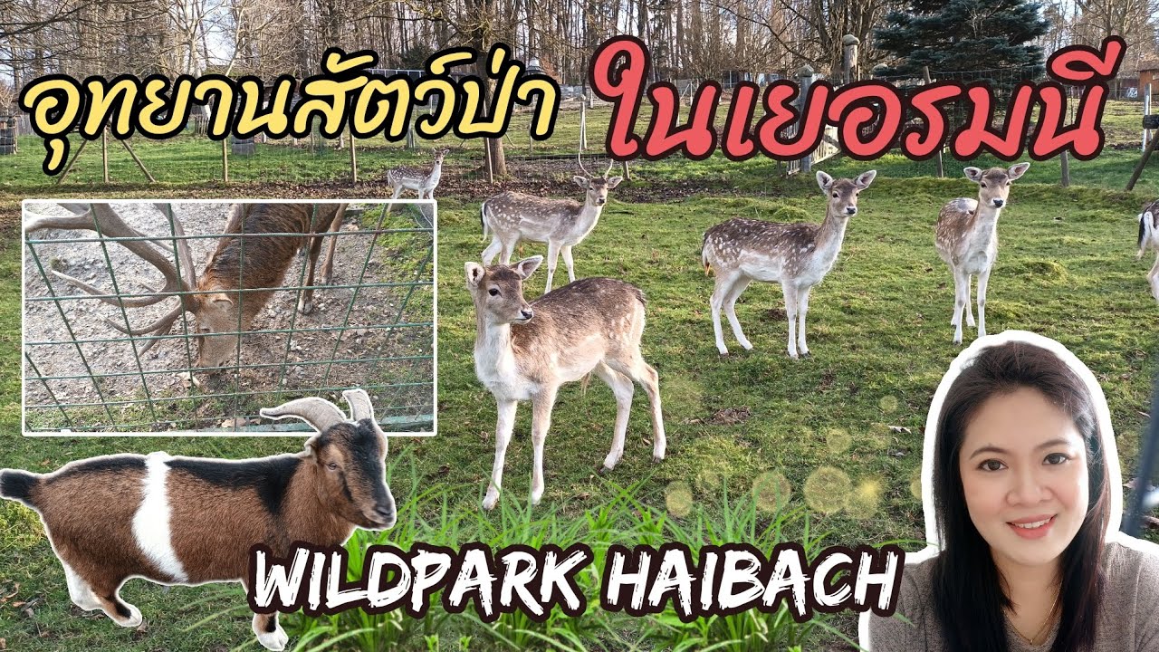 Ep.28 Wildpark Haibach อุทยานสัตว์ป่าในเยอรมนี 🐂🐐🦌🐇ฝาก #กดติดตาม   ให้ด้วยนะคะ🙏🥰 #กวางป่า #germany