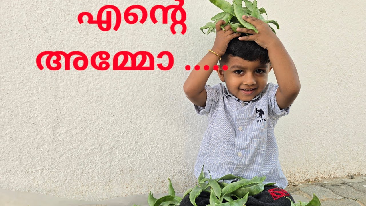 #dubai#our small vegetables farm#harvesting.🥰നമുക്കും തുടങ്ങാം ചെറിയ ഒരു പച്ചകറി തോട്ടം#united arab.