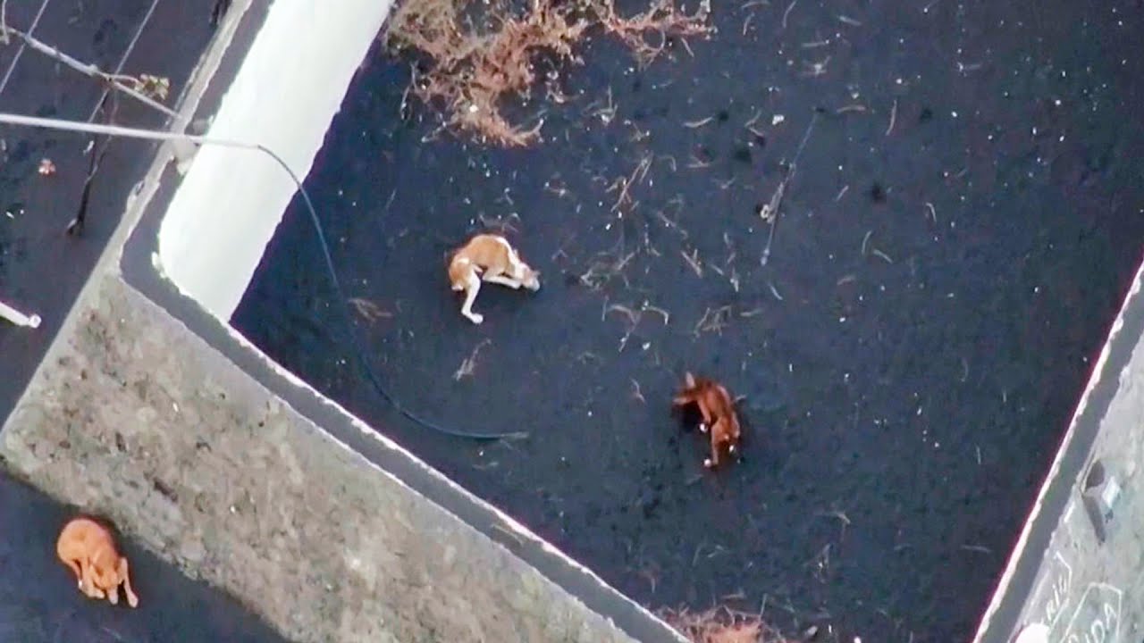 Daring drone rescue for dogs stranded from La Palma volcano called off as dogs vanished in thin air