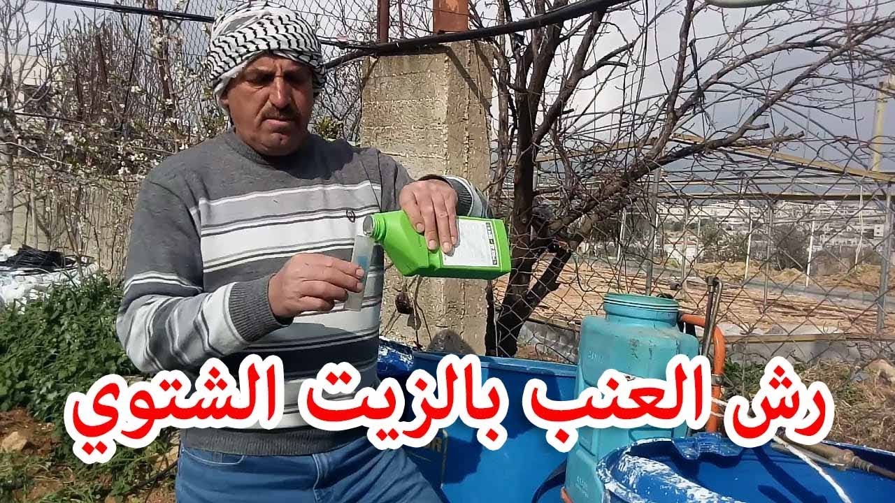رش العنب بالزيت الشتوي | Winter Dormant Spray on Grape Vineyards