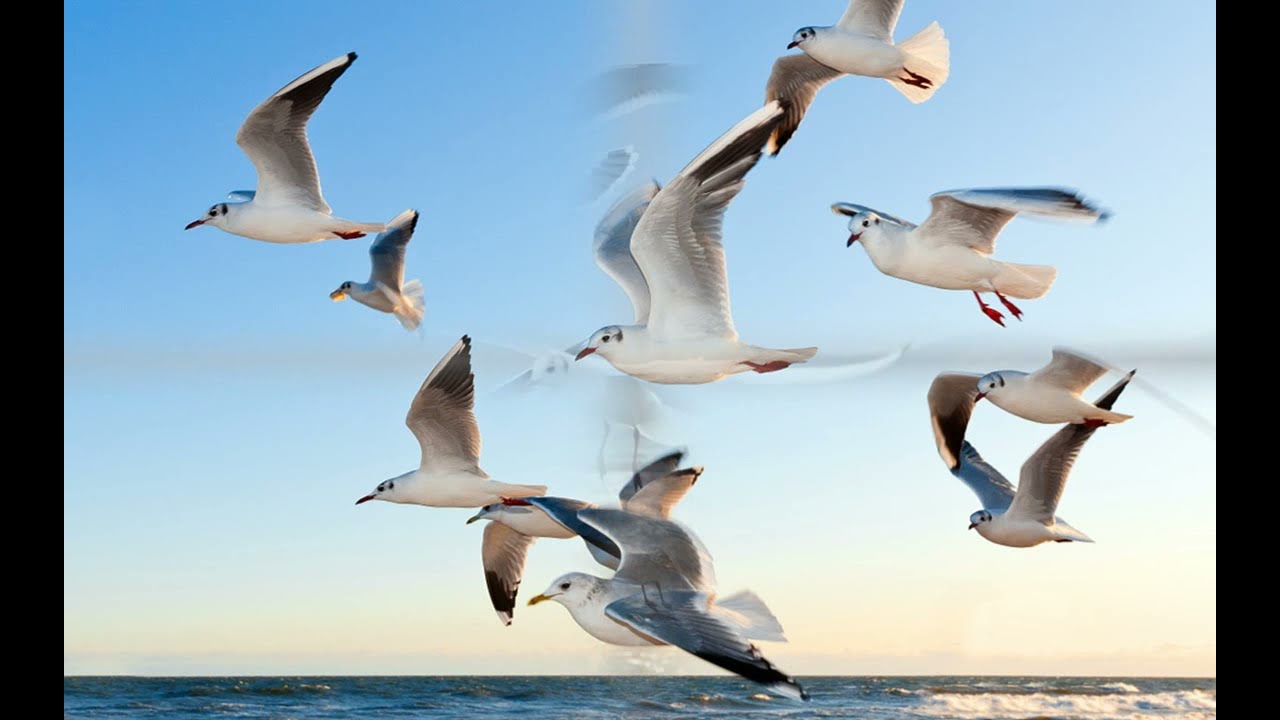 BLP Brian Lucas Project   Seagull Fly